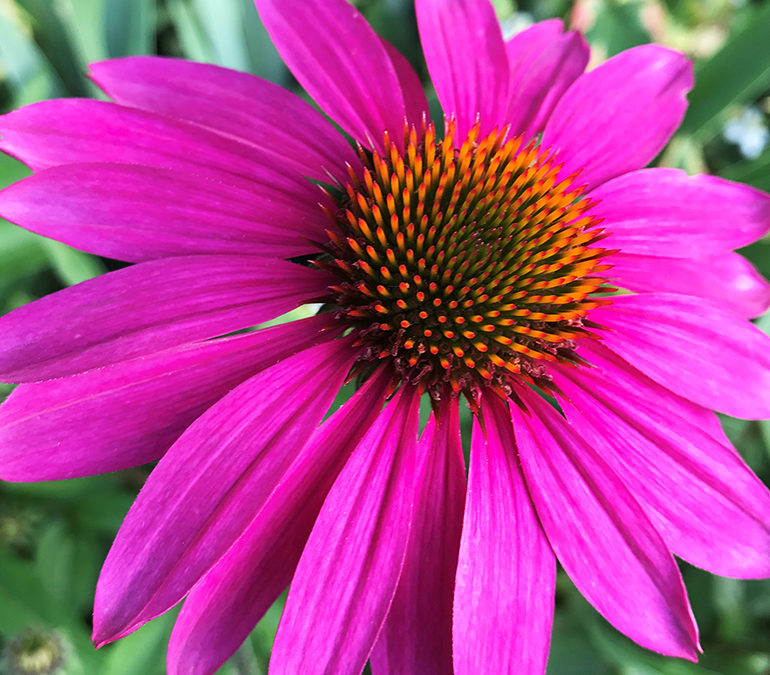 Loves me; Loves me not